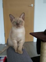 To love my kittens and want to see yours?