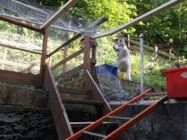 Outdoor cat run/ pen