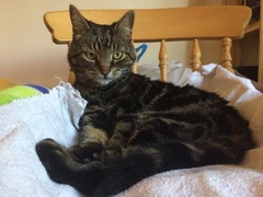 To love my kittens and want to see yours?