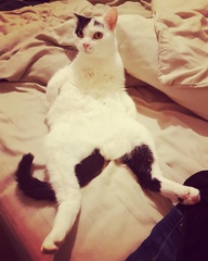 What is wonderful about your cat?