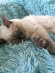 Recommend me a cat breed (please)