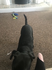 Does anyone fancy a "puppy survival" thread part 2