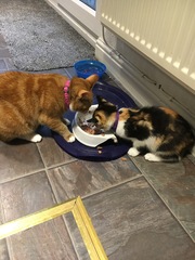 Cats still catting. What's your DCat up to today? Pt 3