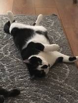To love my kittens and want to see yours?