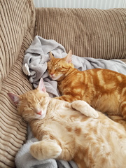 To love my kittens and want to see yours?