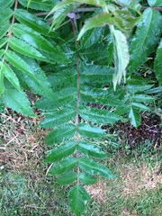 Is anyone able to ID this tree?
