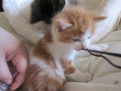 To ask to see a picture of your pet when it was a baby and now?