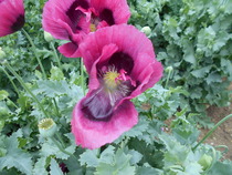 What's looking good in your garden at the moment?