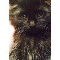 To love my kittens and want to see yours?