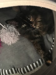 Remind me how to kitten proof again