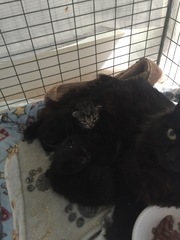 tiny baby kittens