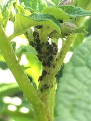 What's on my potato plants?