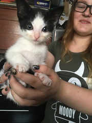To ask to see a picture of your pet when it was a baby and now?
