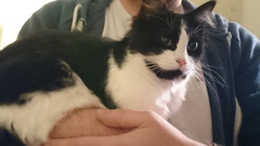 To ask to see a picture of your pet when it was a baby and now?