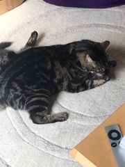 Cats still catting Part 4