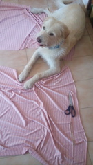 How is your dog helping you today?