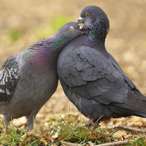 Anyone lost this? On my backstep if it's yours!