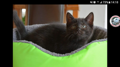 I said I'd start a thread - countdown to kittens!!!