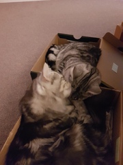 Cats still catting. What's your DCat up to today? Pt 3