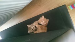 To ask to see a picture of your pet when it was a baby and now?