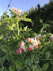 Allotment?Veg Patch Thread 10 - Plotmenters  busy into summer ! and loving James Wong