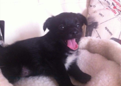 To ask to see a picture of your pet when it was a baby and now?
