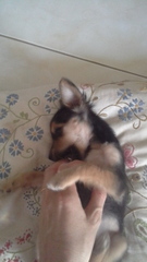 Help! Name this puppy.