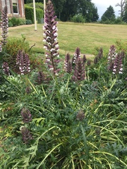 What is this plant?