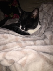 Cat missing.