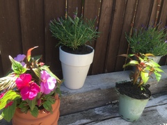 Find out how MNers are getting on with their Homebase Garden Goals challenge NOW CLOSED
