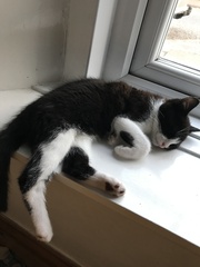 I've had to send Jeffrey back to the rescue centre