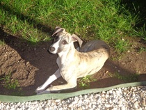Does anyone fancy a "puppy survival" thread part 2