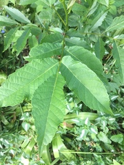 Any idea what plant this is?
