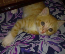 To ask to see a picture of your pet when it was a baby and now?