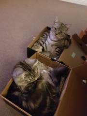 Cats still catting. What's your DCat up to today? Pt 3