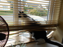 Cats still catting. What's your DCat up to today? Pt 3