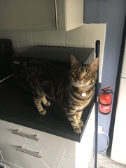 Cats still catting. What's your DCat up to today? Pt 3