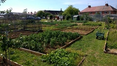 Allotment?Veg Patch Thread 10 - Plotmenters  busy into summer ! and loving James Wong