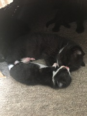 Abandoned 1 week old kitten being taken in by foster cat