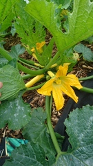 Allotment/Veg Patch Thread 9 - Spring is sprung, its getting really busy!