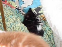To ask to see a picture of your pet when it was a baby and now?