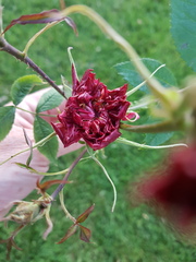 What's happening to my rosebuds