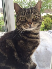 To love my kittens and want to see yours?