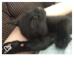 Vomiting kitten