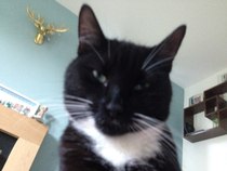 To love my kittens and want to see yours?