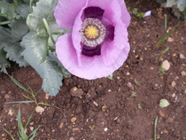 To be pissed off with the poppies?