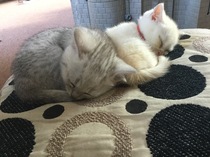 Flea dirt on my kitten