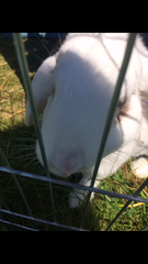 Please help diagnose my rabbit