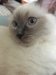 To love my kittens and want to see yours?