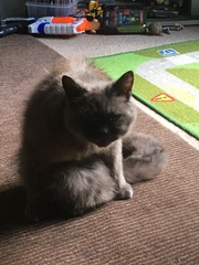 Cats still catting. What's your DCat up to today? Pt 3